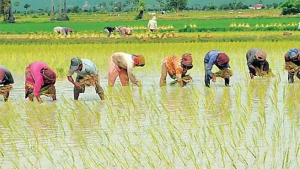Haryana News: बारिश से खिले अन्नदाताओं के चेहरे, किसान भाइयों ने राहत के साथ शुरू की धान की रोपाई