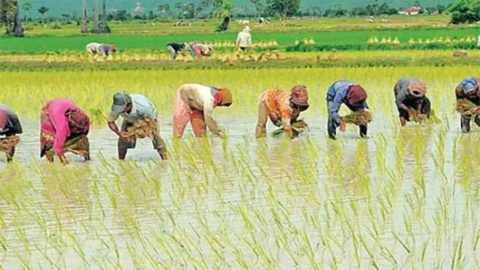 खेतों में धान की रोपाई करती किसान महिलाएं (Jagran File Photo)