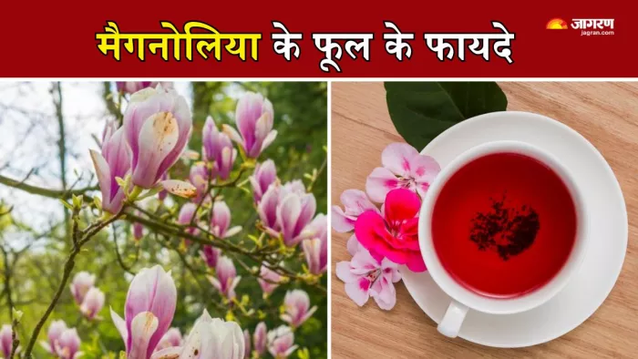 Magnolia Flowers की चाय से मिलते हैं कई फायदे (Picture Courtesy: Freepik)