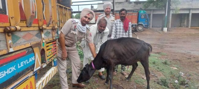 put radium tape straps around the necks of destitute animals