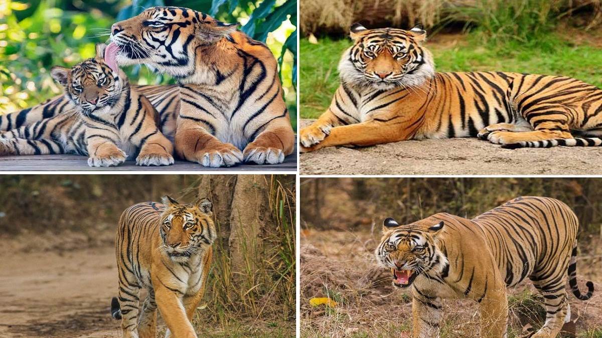 International Tiger Day 2022 1973 में बना उत्तराखंड का जिम कार्बेट नेशनल पार्क सबसे पुराना टाइगर रिजर्व है।