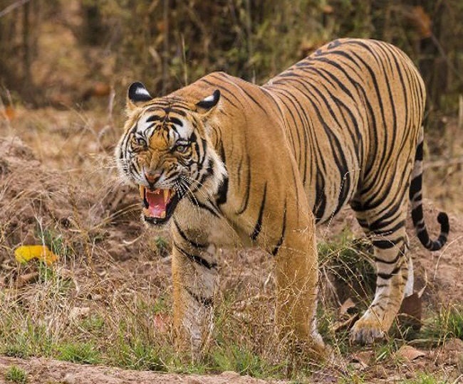 jagran