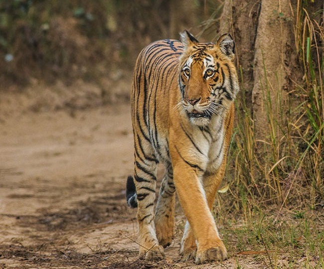 jagran