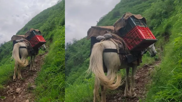 घोड़े-खच्चरों के सहारे मुख्य मार्ग तक पहुंचाए जा रहे उपज