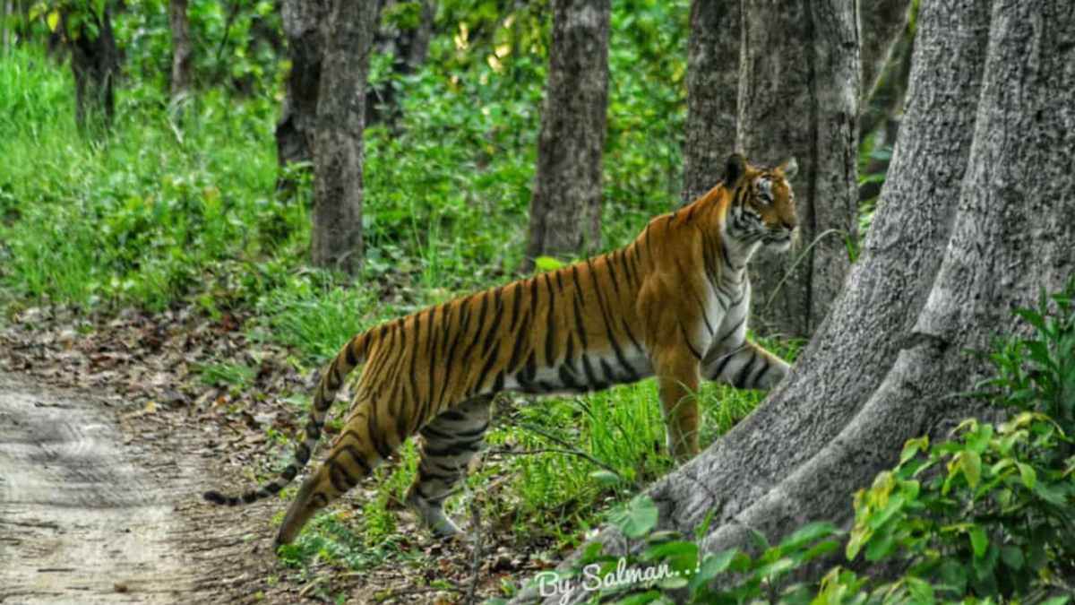 international tiger day 2023 pilibhit tiger reserve special story