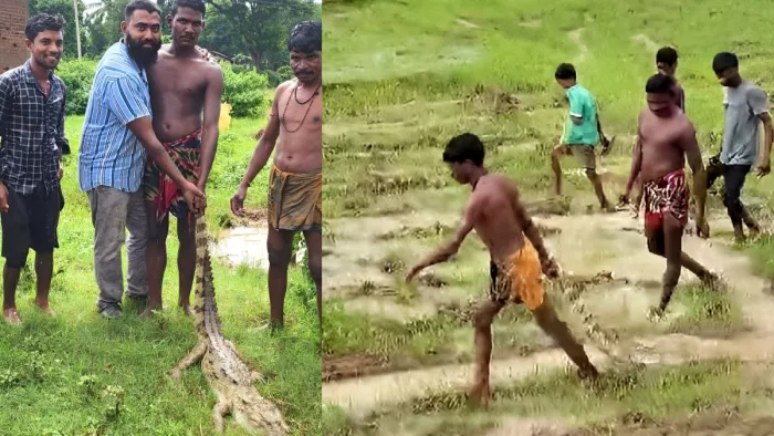 Sambalpur News: मछली के लालच में तालाब में घुसा 7 फीट का मगरमच्छ