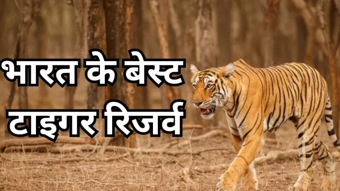 अंतरराष्ट्रीय बाघ दिवस पर करें इन टाइगर रिजर्व की सैर