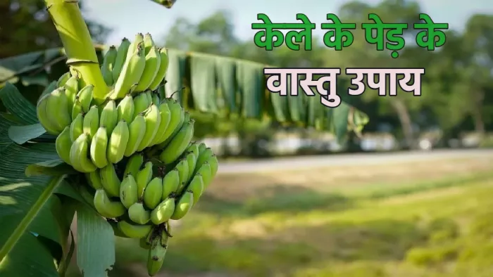 Vastu Tips वास्तु के अनुसार किस दिशा में केले का पेड़ लगाना चाहिए।
