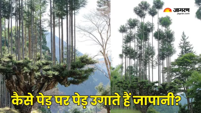 बड़ी गजब की है जापान की Diasugi तकनीक (Picture Courtesy: Instagram)