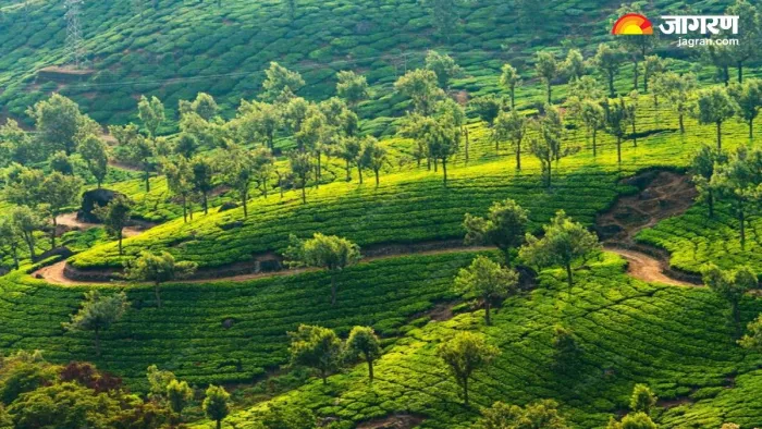 कोडाइकनाल में घूमने वाली जगहें (Pic credit- freepik)
