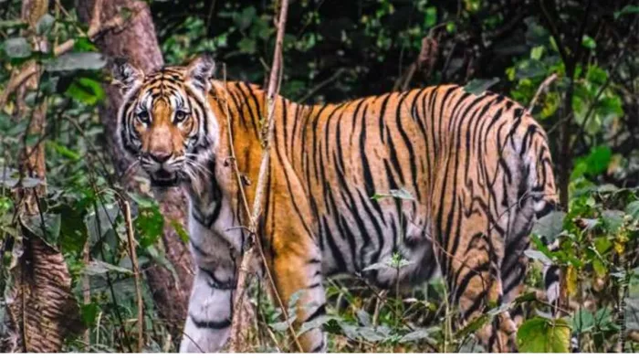 घास के मैदान के विस्तार और शाकाहारी जानवरों की वृद्धि से बाघों की संख्या में बढ़ोतरी।