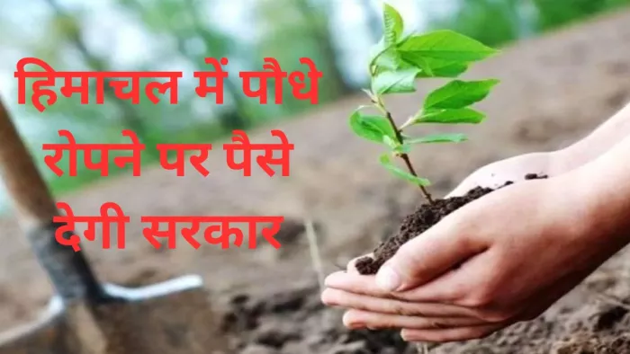 हिमाचल प्रदेश सरकार वन संवर्द्धन योजना के तहत पौधरोपण पर पैसे देगी।