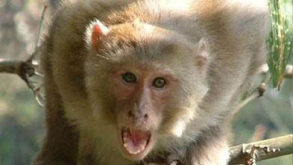https://www.jagranimages.com/images/newimg/28072025/28_07_2025-monkey__23997040.jpg