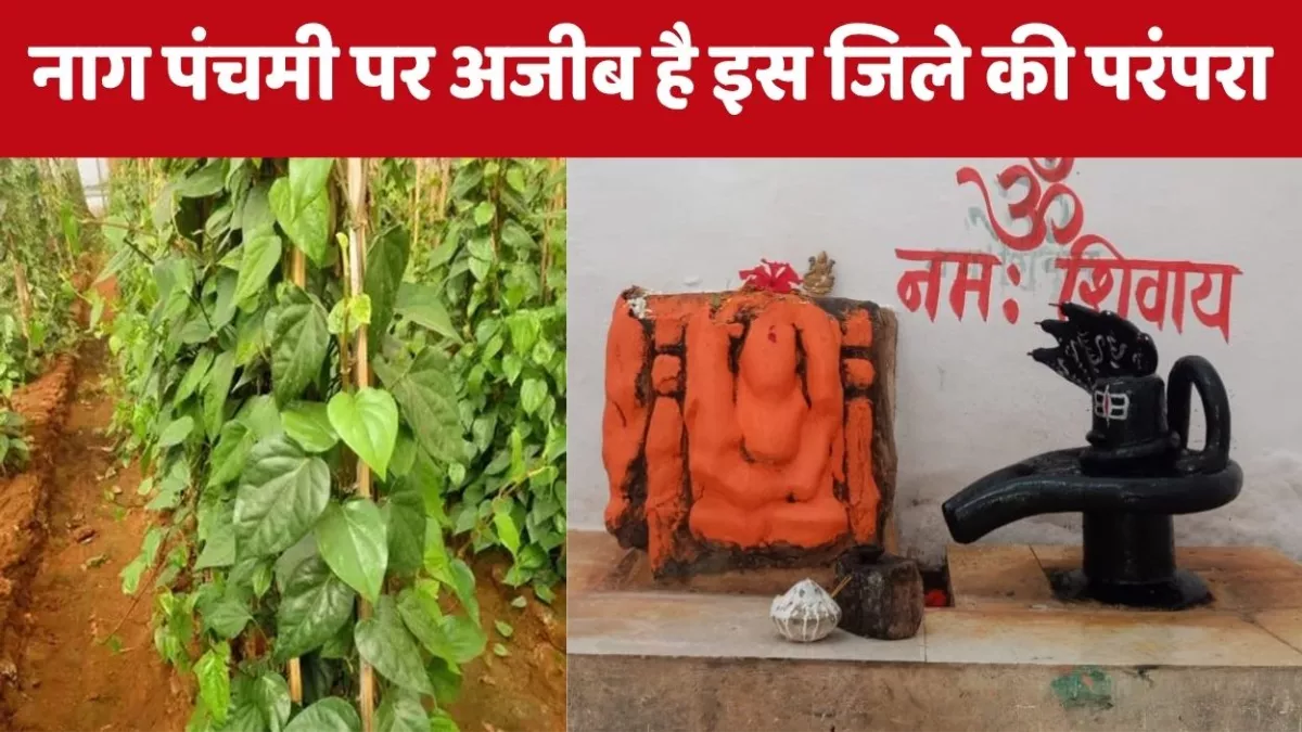 Nag Panchami 2025: नाग पंचमी पर अजीब है बुंदेलखंड की परंपरा, इस दिन नहीं तोड़ते नागबेल, पान से जुड़ा है रहस्य