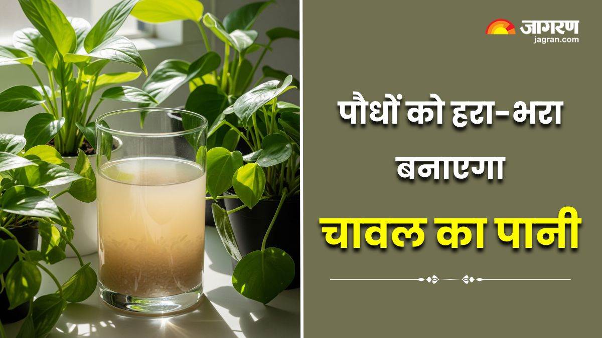 https://www.jagranimages.com/images/newimg/28072025/28_07_2025-rice_water_for_indoor_plants_23996703.jpg