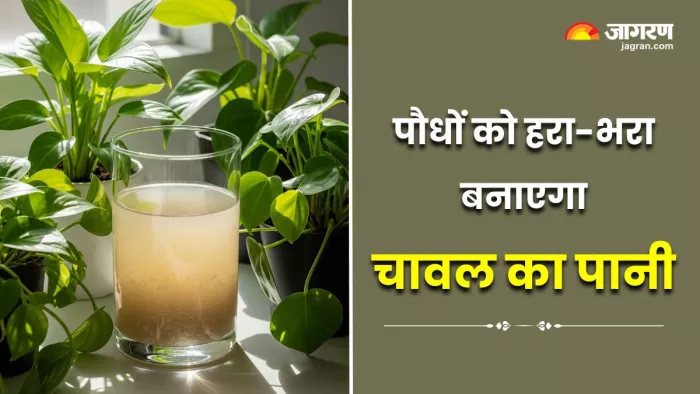 पौधों को हरा-भरा बनाएगा चावल का पानी, जान लें इस्तेमाल का सही तरीका (Image Source: Freepik)
