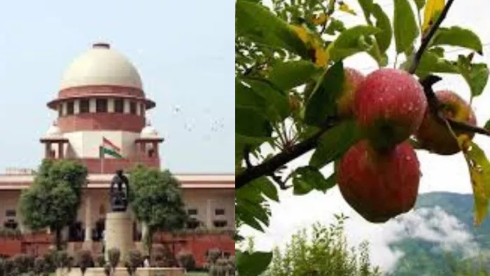 सुप्रीम कोर्ट ने हिमाचल में सेब कटान पर रोक लगा दी है।