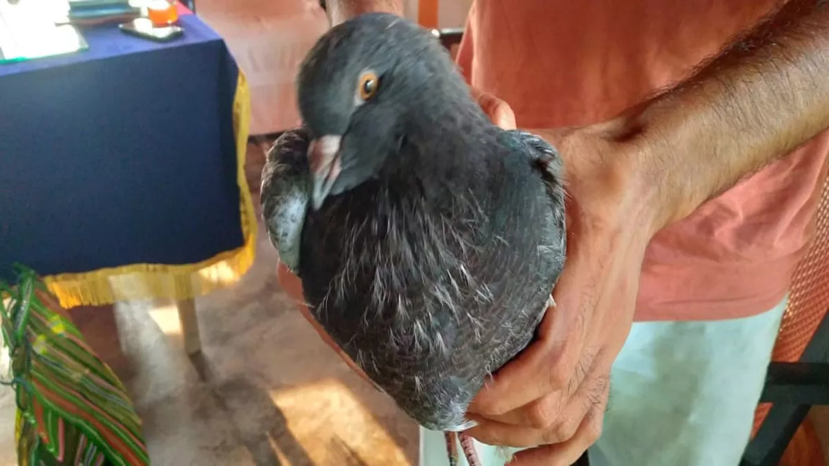 बीएसएफ ने भारत-बांग्‍लादेश बॉर्डर पर 11 दुर्लभ प्र‍जाति के कबूतरों को तस्‍करी से बचाया
