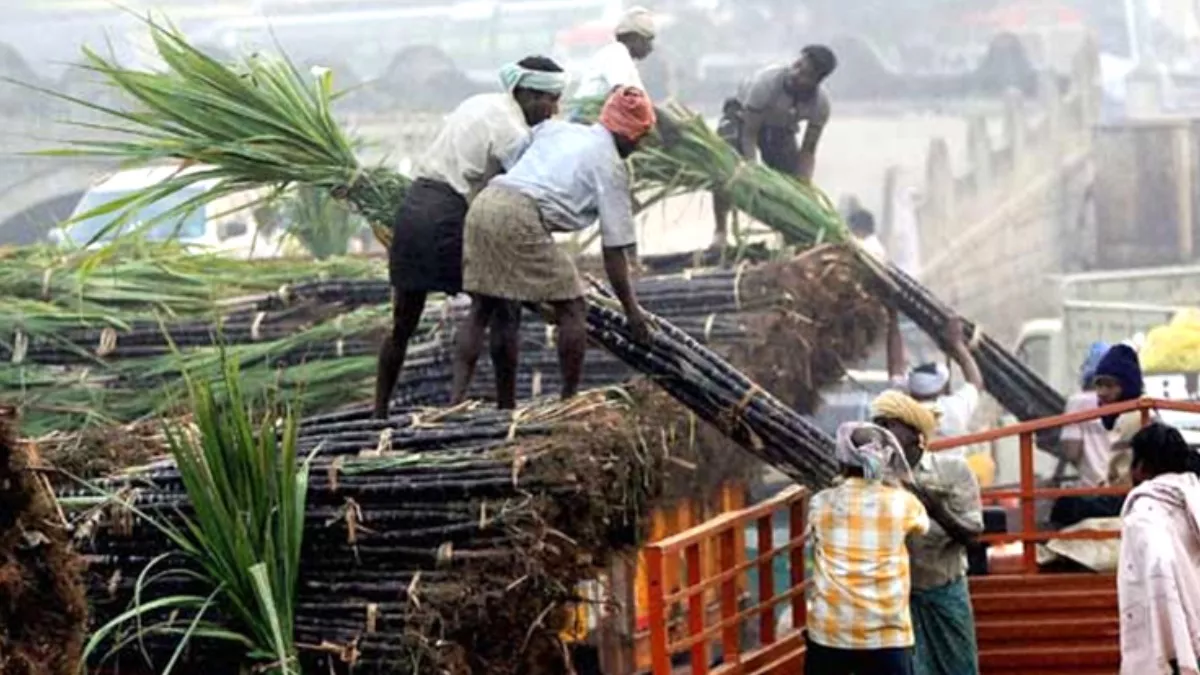 Sugar Export from India: अब नए पेराई सीजन की तैयारी; चीनी के निर्यात पर सरकार ने टाला फैसला, क्‍या है इसकी वजह