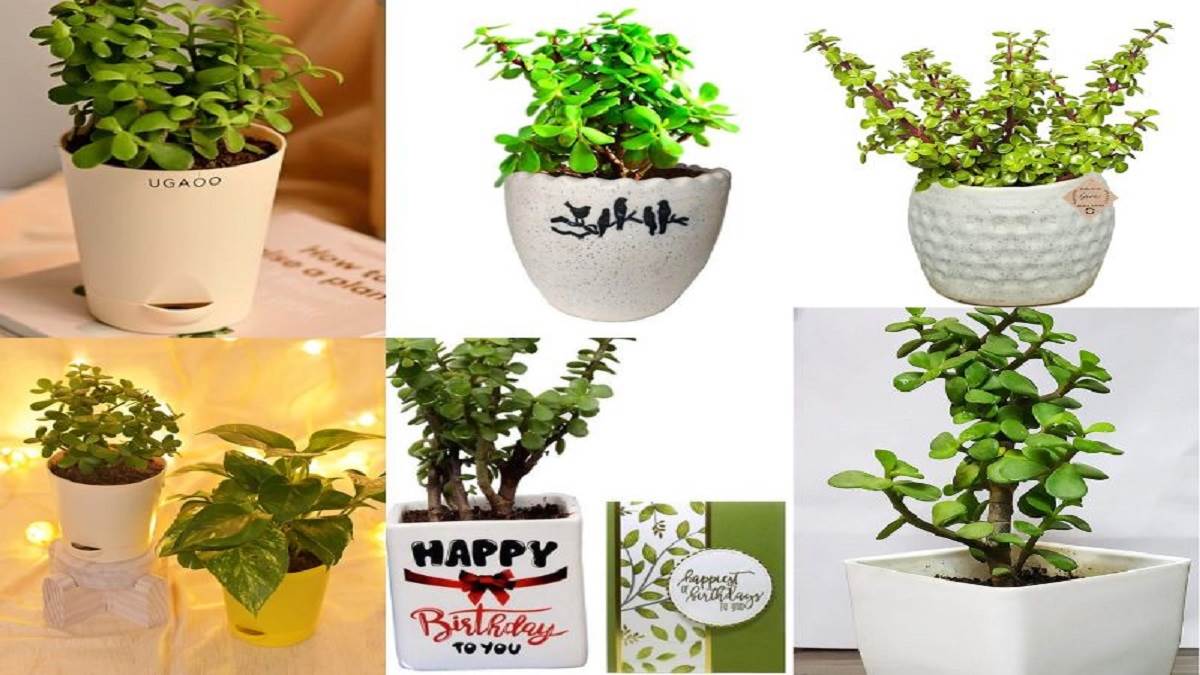 वास्तु के अनुसार ये Jade Plant रहेंगे बेहतर, घर की इस दिशा में लगाने से होगा धन लाभ, सुख-समृद्धि का होगा वास