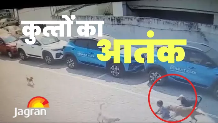 Rampur : आवारा कुत्तों से छुटकारा दिलवाने को पालिका करेगी 40 लाख खर्च