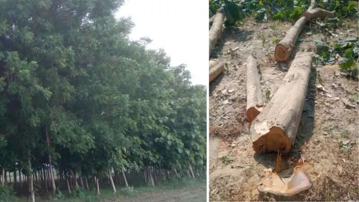 अवैध तरीके से काटे जा रहे हरे पेड़ (प्रतिकात्मक फोटो)