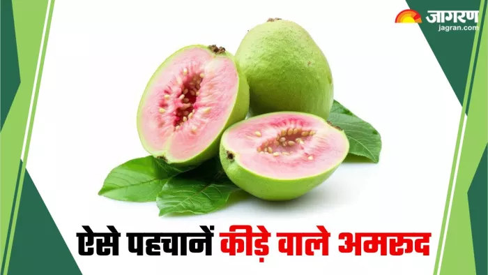 How to Identify worms in Guava: ऐसे खरीदें बिना कीड़े वाले अमरूद (Image Source: Freepik)