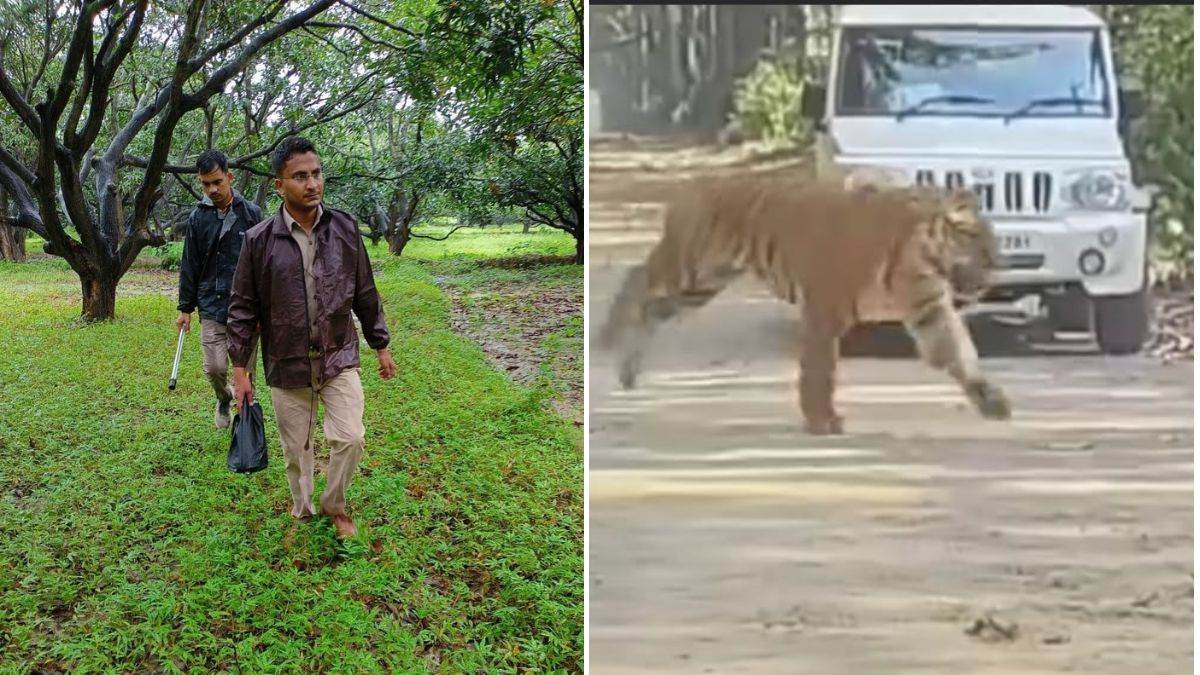https://www.jagranimages.com/images/newimg/28082025/28_08_2025-combing_and_tiger__24027676.jpg