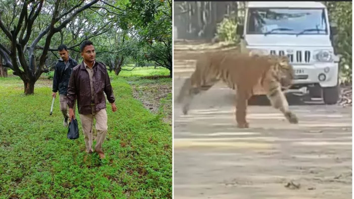 तेंदुआ की तलाश में वन विभाग की टीम, तीन माह में पकड़ा गया था बाघ