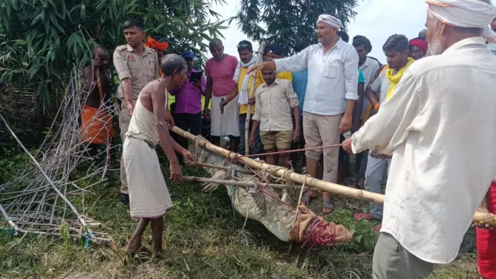 वनविभाग की टीम ने मगरमच्छ को सुरक्षित पकड़कर अदवा बांध के गहरे पानी में छोड़ा।