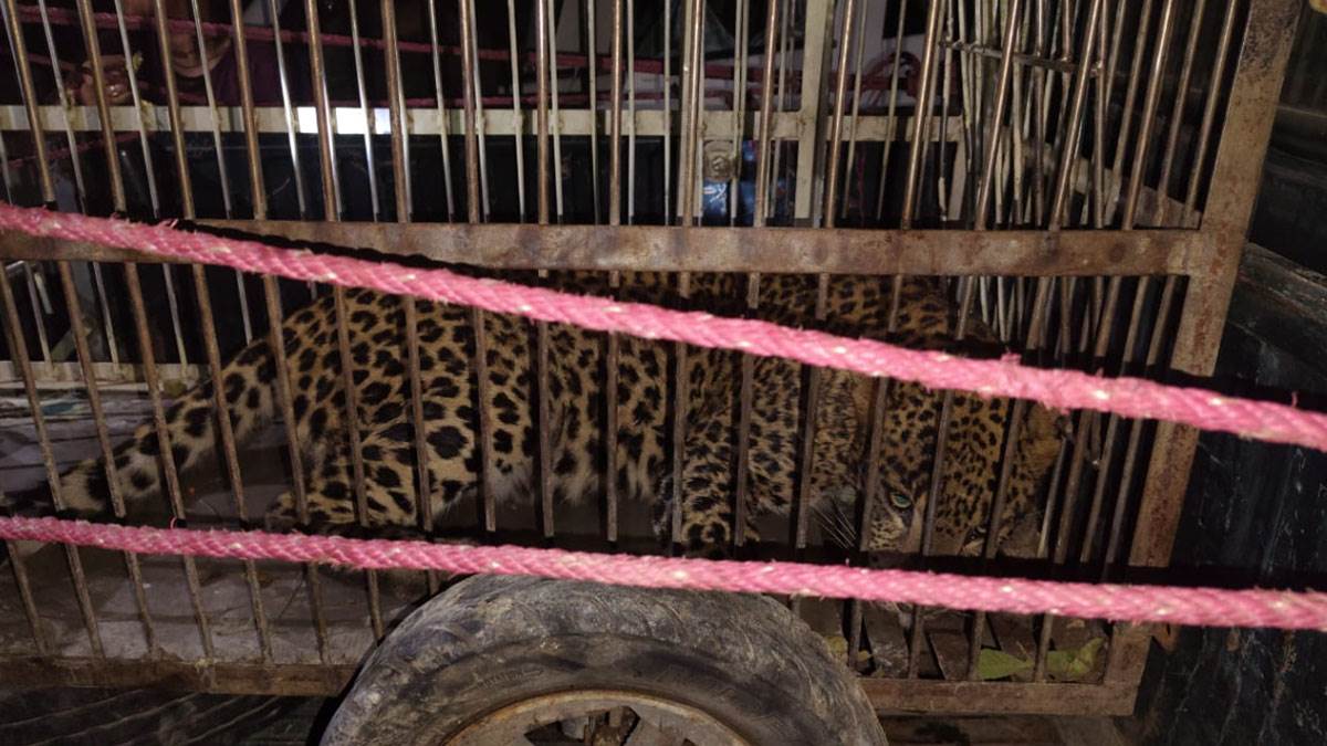 https://www.jagranimages.com/images/newimg/28082025/28_08_2025-leopard_24027709.jpg