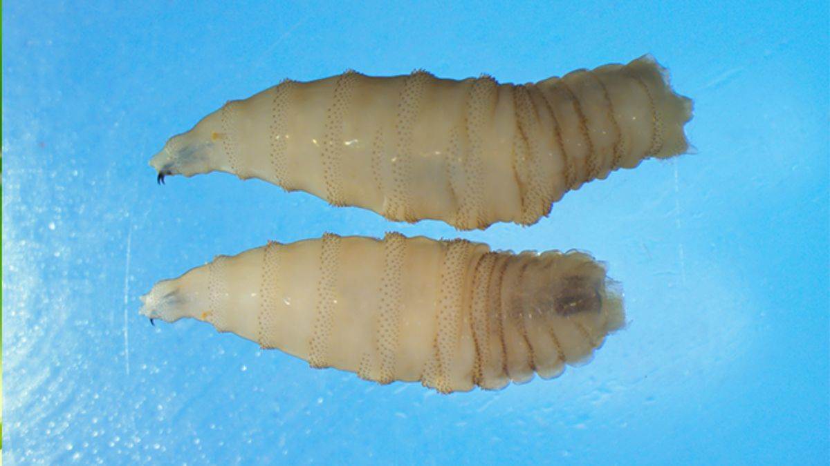 https://www.jagranimages.com/images/newimg/28082025/28_08_2025-new_world_screwworm_1_24027875.jpg