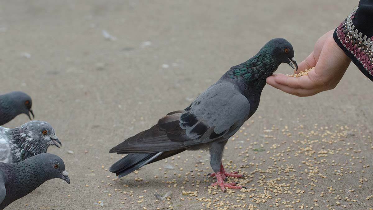 https://www.jagranimages.com/images/newimg/28082025/28_08_2025-pigeons_24027381_21955728.jpg