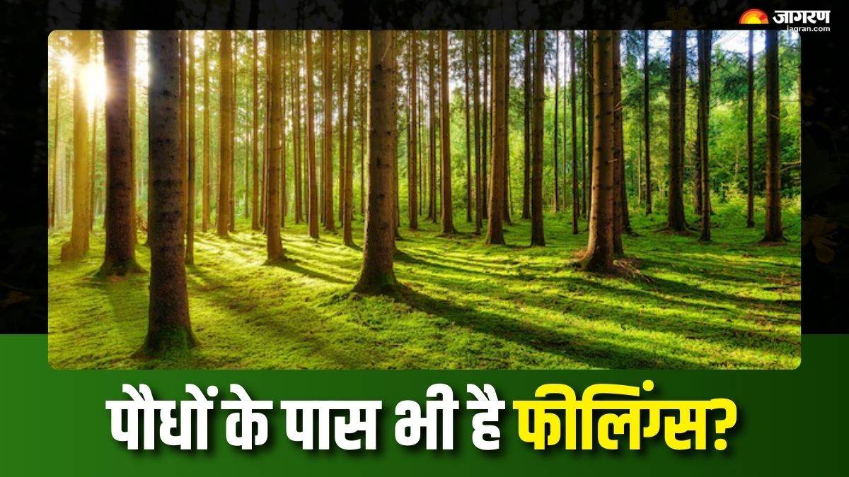 https://www.jagranimages.com/images/newimg/28082025/28_08_2025-plants_can_feel_too_24026694.jpg