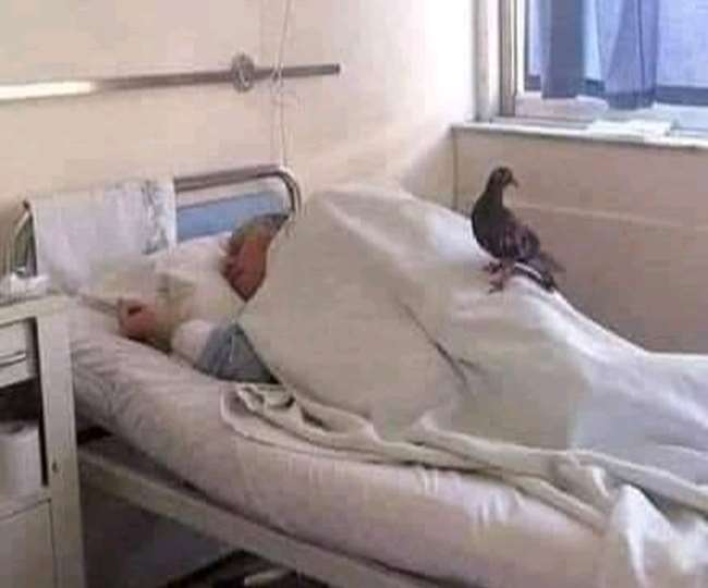 अस्&zwj;पताल में बुजुर्ग से मिलने पहुंचे कबूतर की फाइल फोटो।