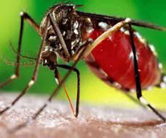dengue in indore dengue patients number continues to increase in indore so far the number of infected has crossed400