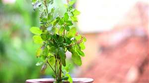 Lucky Plants: तुलसी, आंवला, अनार, शमी और मनी प्लांट होते हैं लकी प्लांट।