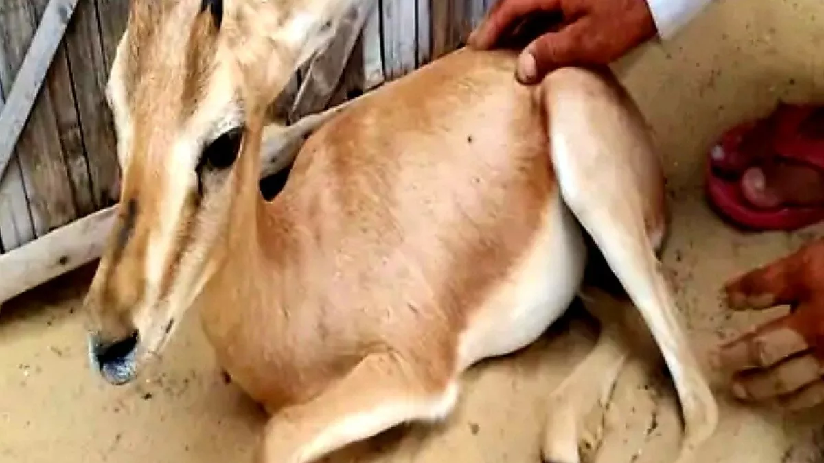 Jodhpur News: गायों के बाद अब हिरणों में भी लंपी जैसे रोग के लक्षण, 25 की मौत, विभाग ने लिए सैम्पल