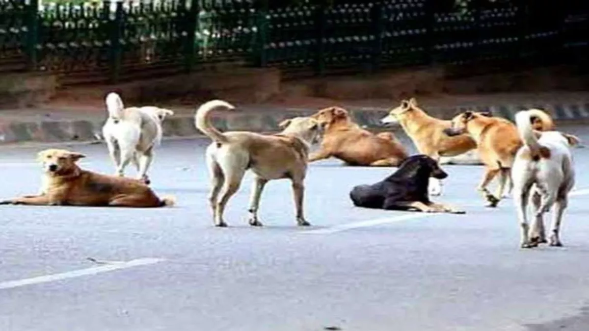 ओडिशा में शिक्षा के मंदिर में अमानवीय कृत्य, पैर और मुंह बंधे 12 कुत्तों को बचाया गया