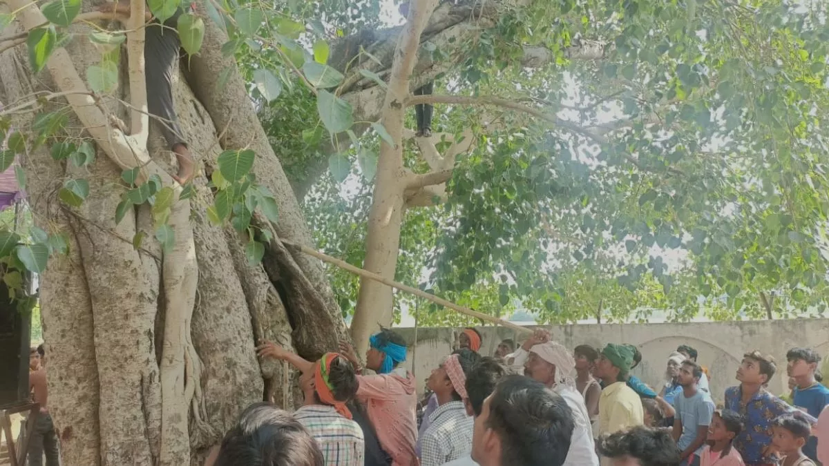 शाहजहांपुर में तीन दिन की लापता बच्ची की खाेज में पेड़ों पर चढ़े ग्रामीण, वन विभाग ने शुरू की तलाश