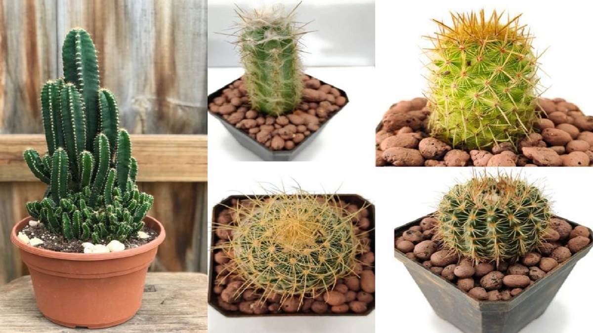 ये Cactus Plant लगाने से होगा सुखसमृद्धि का वास हेल्थ संबंधी समस्याओं
