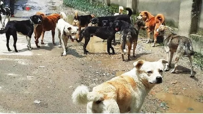 लगातार बढ़ रहे हैं कुत्तों के काटने के मामले, जम्मू में हर महीने एक हजार से अधिक मामले