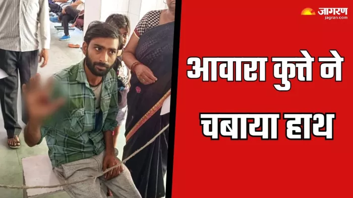 33 बच्चाें समेत 181 लोगों को कुत्तों ने काटा