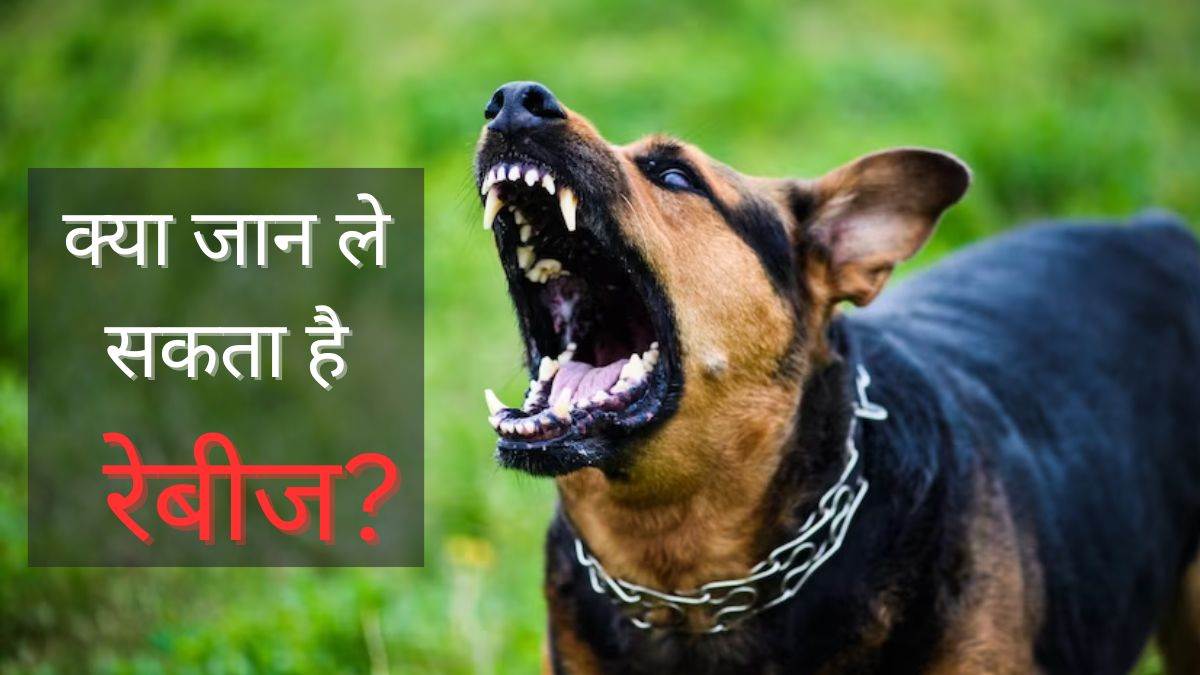 https://www.jagranimages.com/images/newimg/28092023/28_09_2023-rabies-symptoms-stages1_23542322_1888474.jpg
