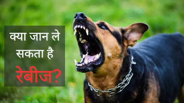 जानें क्या हो सकते हैं रेबीज के लक्षण और चरण