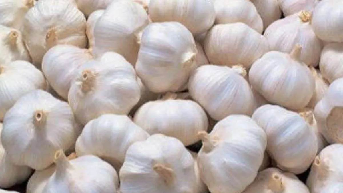 chinese garlic sealed in front of high court judges government has imposed a ban but still it is being sold openly