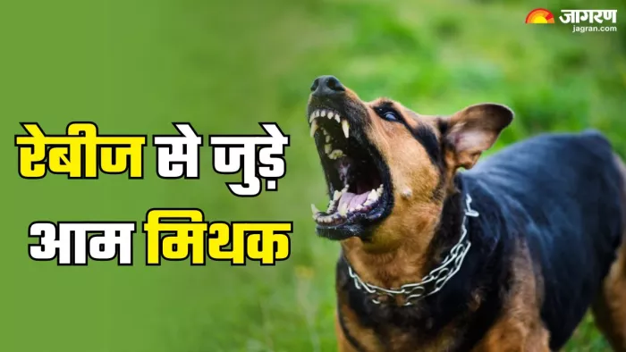 रेबीज से जुड़े मिथक और सच्चाई (Picture Credit- Freepik)