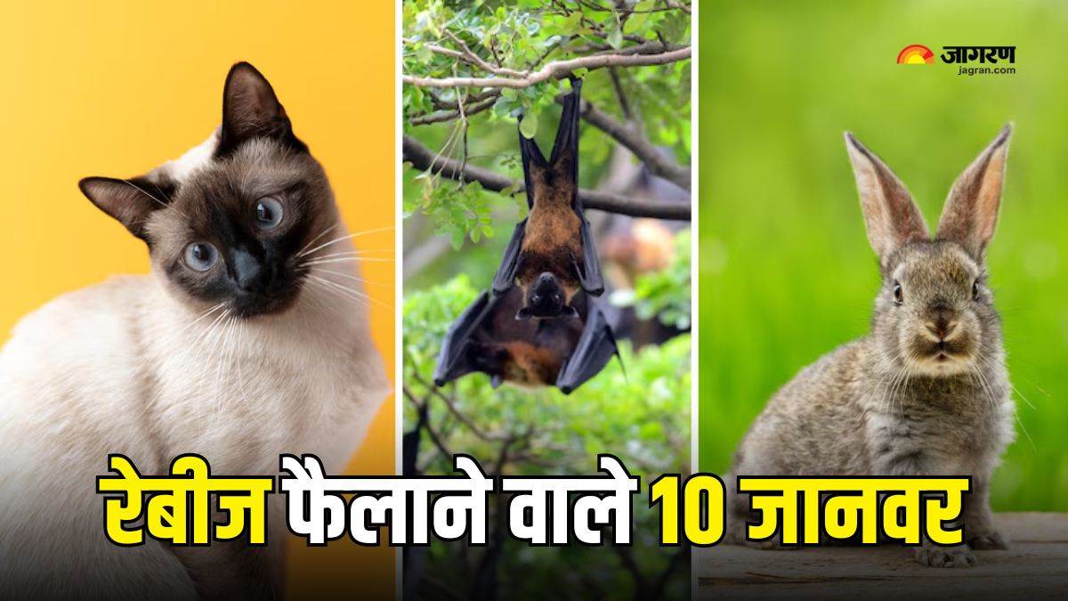 https://www.jagranimages.com/images/newimg/28092025/28_09_2025-animals_which_can_spread_rabies_24063019.jpg