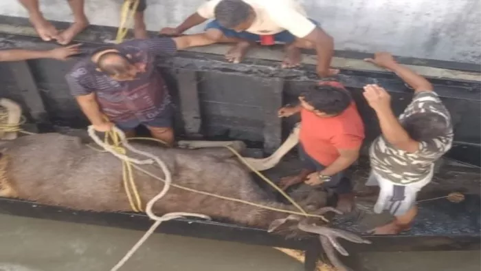 पानी में बह कर आए हिरण को बचाने की कोशिश करते वनकर्मी। जागरण