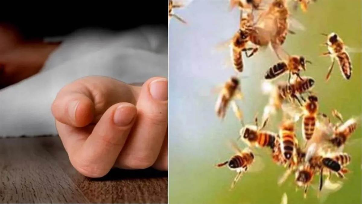 deadly bee attack at amila dham sonbhadra one dead many injured